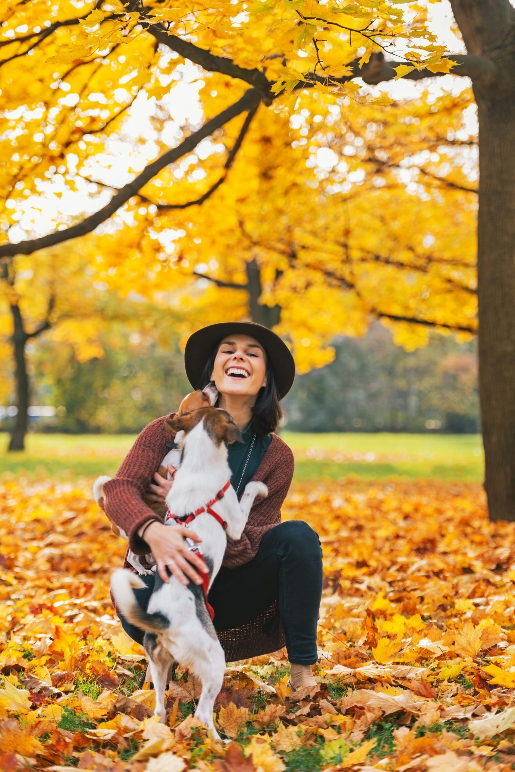 A happy smiling woman wearing a brown hat is crouched in autumn woodland with a tricoloured terrier type dog.

