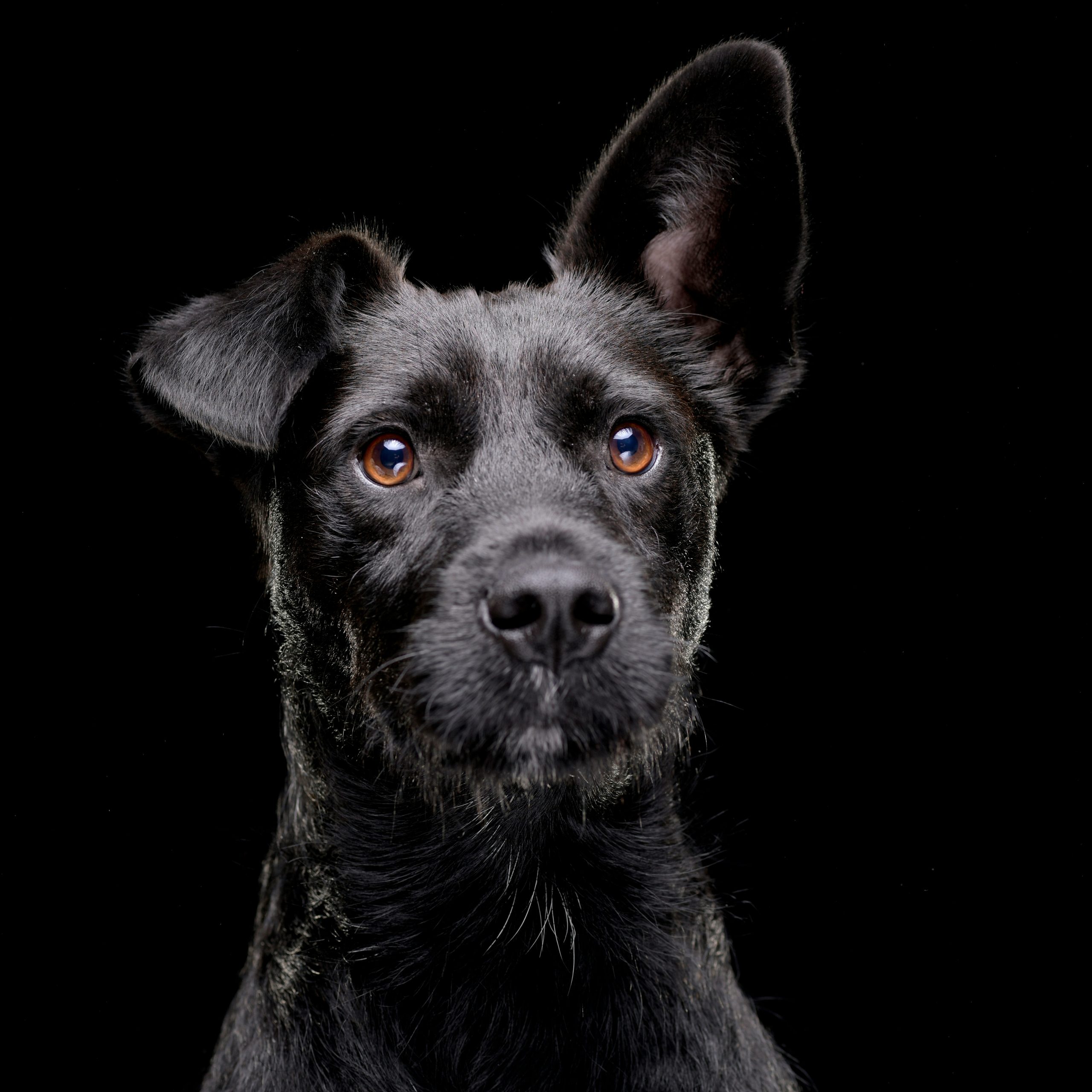 Image shows a confident black terrier, clearly looking forwards with interest.
